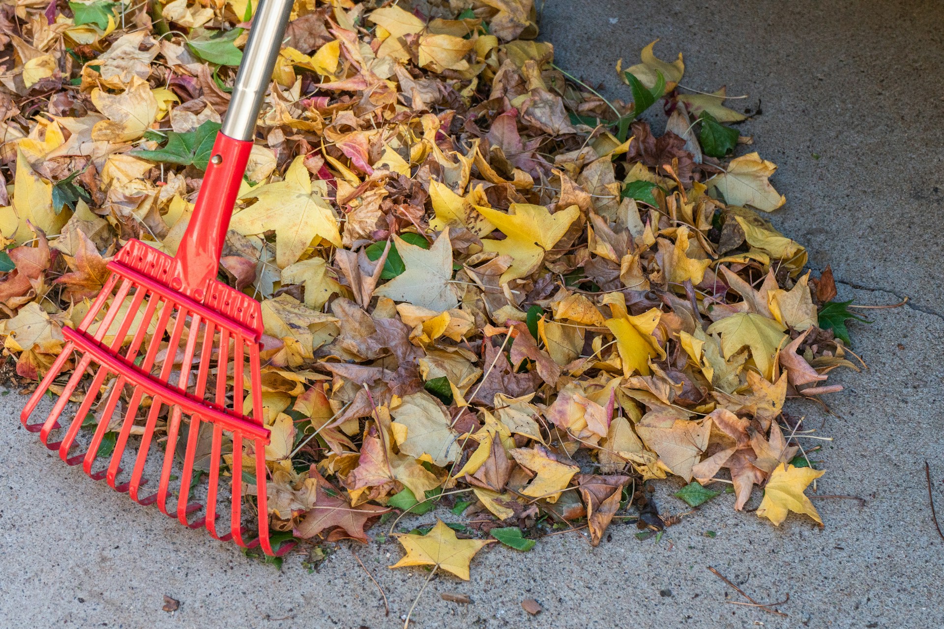 Fall Cleanup